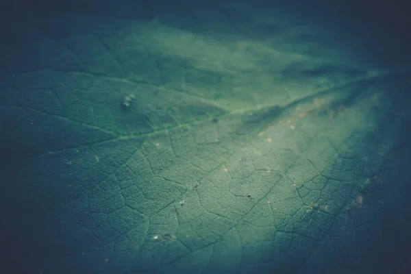 Зеленые листья фона; природный фон — стоковое фото