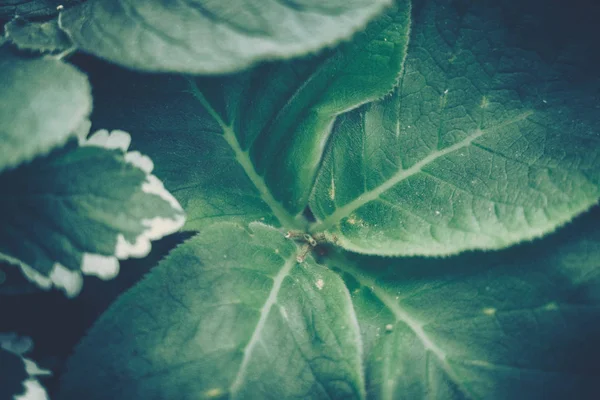 Πράσινο φόντο φύλλα? φόντο φύση — Φωτογραφία Αρχείου