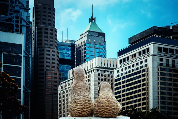 Meerkat looking in Hong Kong Commercial Building — Stock Photo, Image