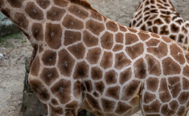 Hayvanat bahçesindeki zürafa; ot yiyen zürafa.