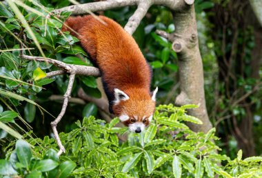 Kırmızı Panda ağaca tırmanıyor, kırmızı panda ağaca tırmanıyor.