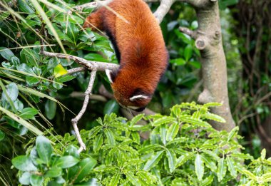 Kırmızı Panda ağaca tırmanıyor, kırmızı panda ağaca tırmanıyor.