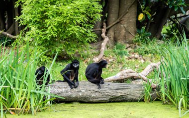 Örümcek maymunu nehir kenarında dinleniyor.