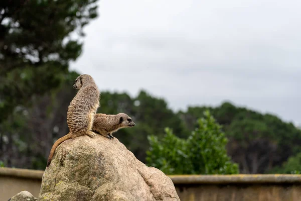 Curious meerkats at the zoo; group of meerkats — Stock Photo, Image