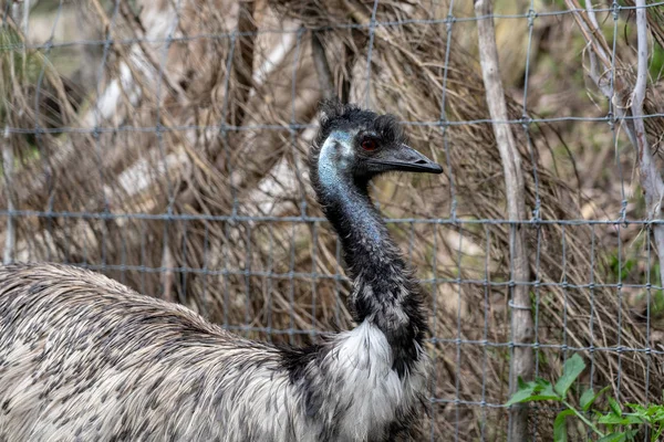 Dzika przyroda Animal-Emu (Dromaius Novaehollandiae). — Zdjęcie stockowe