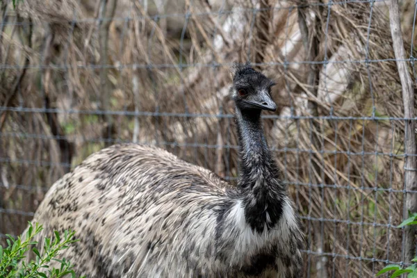 Wildlife Animal-Emu (Dromaius Novaehollandiae). — Stock Photo, Image