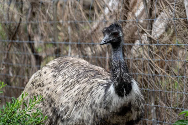 Animais selvagens Emu (Dromaius Novaehollandiae ). — Fotografia de Stock