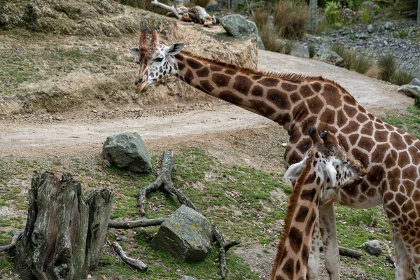 Hayvanat bahçesindeki zürafa; ot yiyen zürafa. — Stok fotoğraf