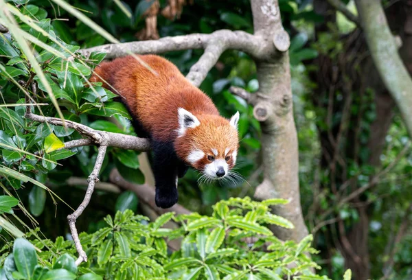 Red Panda climbing tree; red panda on a tree