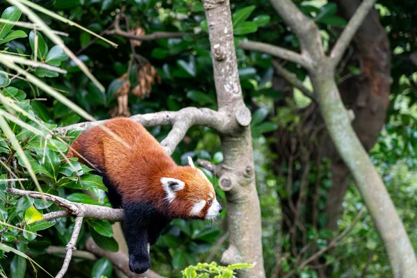 Red Panda climbing tree; red panda on a tree