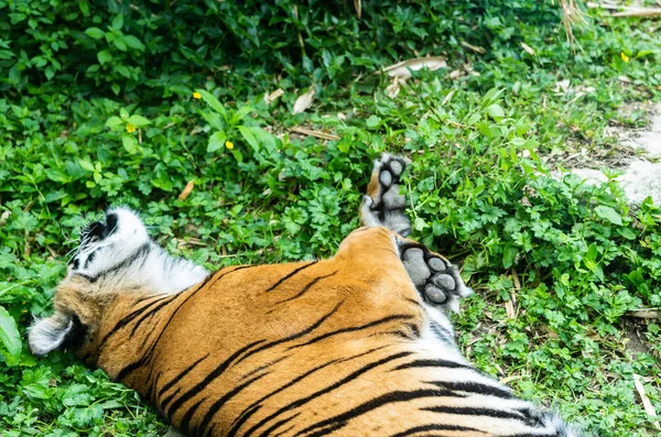 Közelkép a tigris arcképéről — Stock Fotó