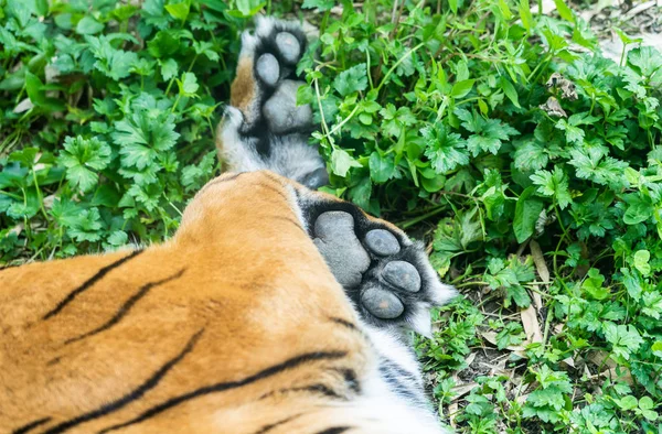 Detalhe de close-up retrato de tigre — Fotografia de Stock