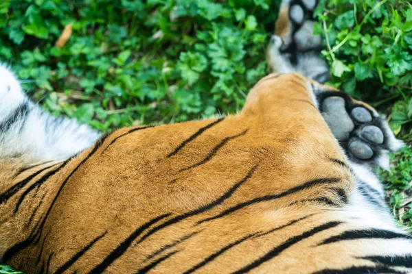 Detalhe de close-up retrato de tigre — Fotografia de Stock