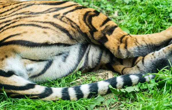 Close-up detail portret van tijger — Stockfoto