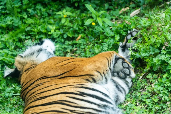 Närbild detalj porträtt av tiger — Stockfoto