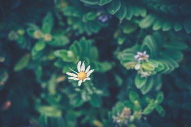 yeşil yapraklar arkaplan; doğa arkaplan