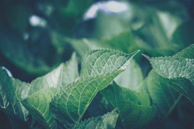 yeşil yapraklar arkaplan; doğa arkaplan