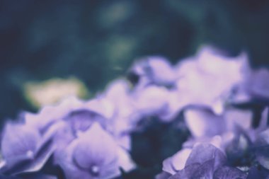 Çiçek açan ortanca çiçeklerinde Vahşi Arı. 