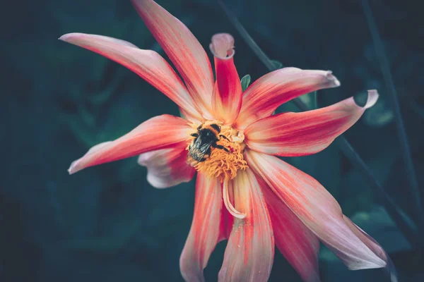 Honung bipollinerad av rosa blomma; vintage stil — Stockfoto