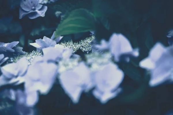 Abelha selvagem nas flores de hortênsia florescentes . — Fotografia de Stock