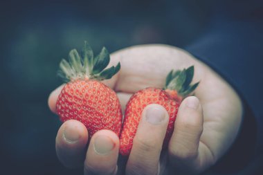 Çiftlikten toplanmış taze çilekli eller.