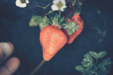 Çiftlikte yetiştirilen taze çilek