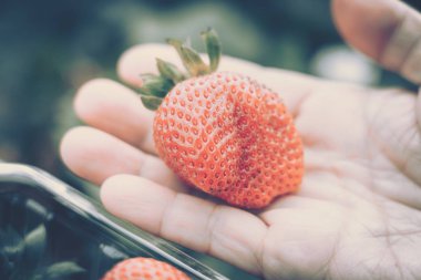 Çiftlikten toplanmış taze çilekli eller.
