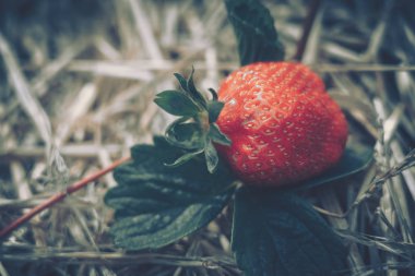 Çiftlikte yetiştirilen taze çilek