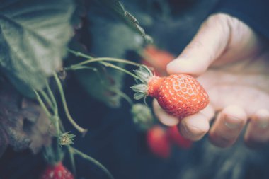 Çiftlikten toplanmış taze çilekli eller.