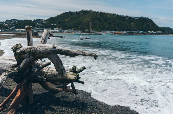 ビーチの枯れ木;浜辺の枯れ木 — ストック写真