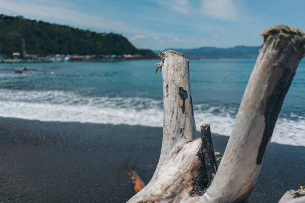 Bois mort sur la plage ; Arbre mort sur la plage — Photo