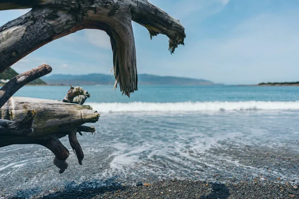 Totholz am Strand; toter Baum am Strand — Stockfoto