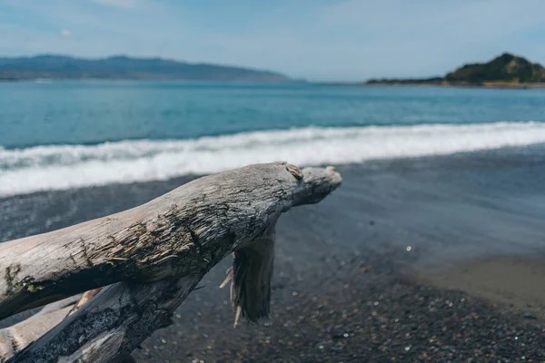 Madeira morta na praia; Árvore morta na praia — Fotografia de Stock