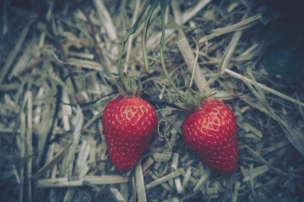 농장에서 재배 되는 신선한 딸기 — 스톡 사진