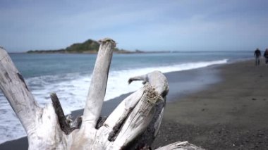 Wellington, Yeni Zelanda 'da ölü bir ağaçla Peaceful Beach' in 4k videosu.