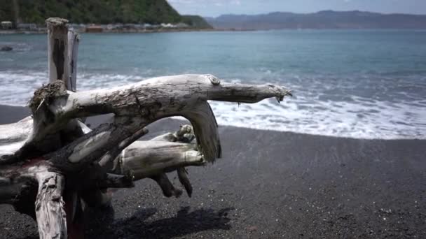 Vídeo Praia Pacífica Com Uma Árvore Morta Wellington Nova Zelândia — Vídeo de Stock