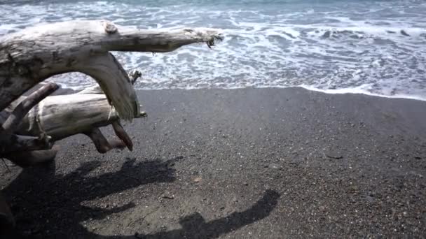 Видео Мирного Пляжа Мертвым Деревом Веллингтоне Новая Зеландия — стоковое видео