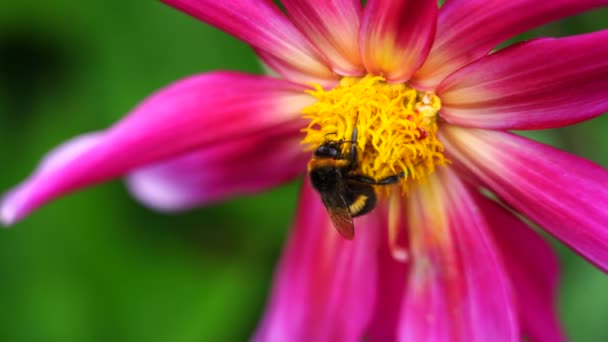 Vídeo Honey Bee Trabalhando Duro Flor Rosa — Vídeo de Stock