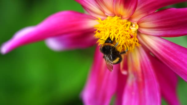 Vídeo Honey Bee Trabalhando Duro Flor Rosa — Vídeo de Stock