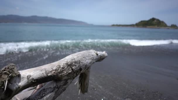 Video Playa Pacífica Con Árbol Muerto Wellington Nueva Zelanda — Vídeo de stock