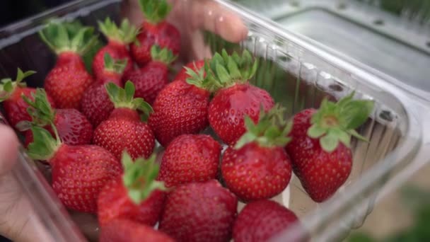 Video Von Männern Beim Erdbeerpflücken Auf Dem Bauernhof — Stockvideo