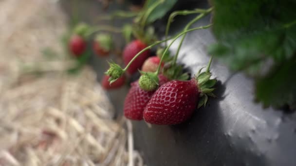 Video Von Erdbeerbüschen Mit Beeren Auf Dem Bauernhof — Stockvideo