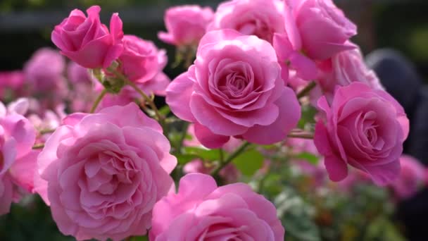 Rose Bud Hermosa Planta Rosas Día Soleado Ventoso Viedo — Vídeo de stock