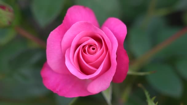 Rose Bud Hermosa Planta Rosas Día Soleado Ventoso Viedo — Vídeo de stock