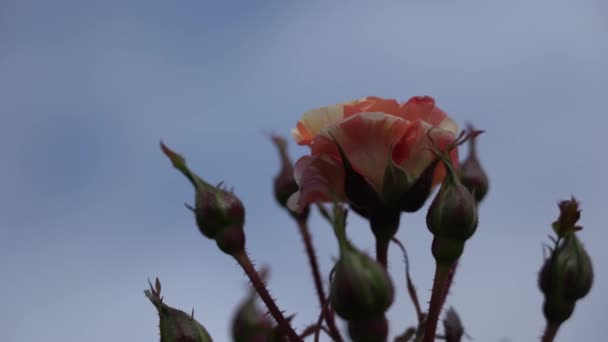 Ρόουζ Μπαντ Όμορφο Τριαντάφυλλο Φυτό Μια Ηλιόλουστη Και Θυελλώδη Μέρα — Αρχείο Βίντεο