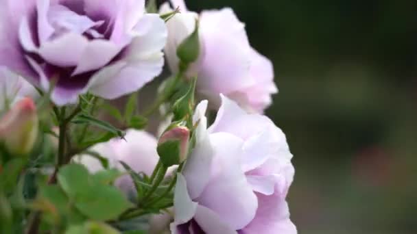 Рожевий Бутон Прекрасна Рослина Троянди Сонячний Вітряний День Віолончель — стокове відео