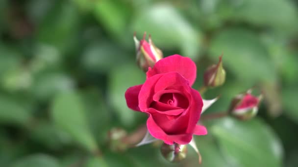 Rose bourgeon. Belle plante de rose dans une journée ensoleillée et venteuse   4K viedo 