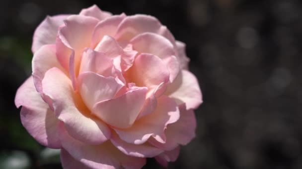 Rose Bourgeon Belle Plante Rose Dans Une Journée Ensoleillée Venteuse — Video