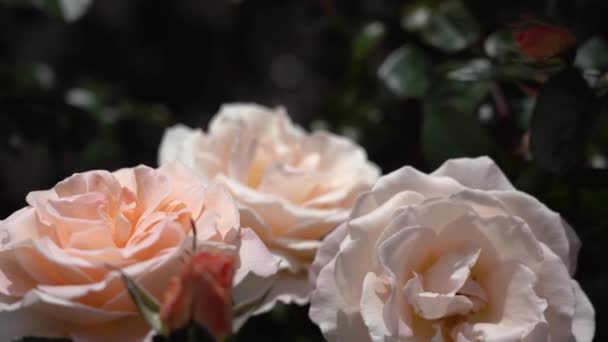 Rose Bud Hermosa Planta Rosas Día Soleado Ventoso Viedo — Vídeo de stock