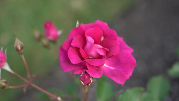 Rose Bud Krásná Růže Rostlina Slunečného Větrného Dne Viedo — Stock video